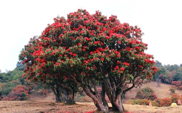 �����ô��,��娵�ƴ��,�����������