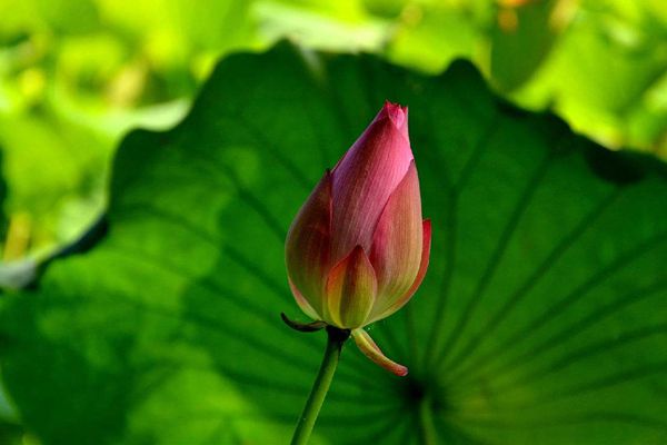 ������ô��ƴ����ʲô,���̵���˼��ʲô,�������̵�ʫ��