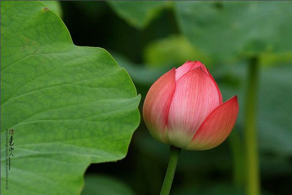 ������ô��ƴ����ʲô,���̵���˼��ʲô,�������̵�ʫ��