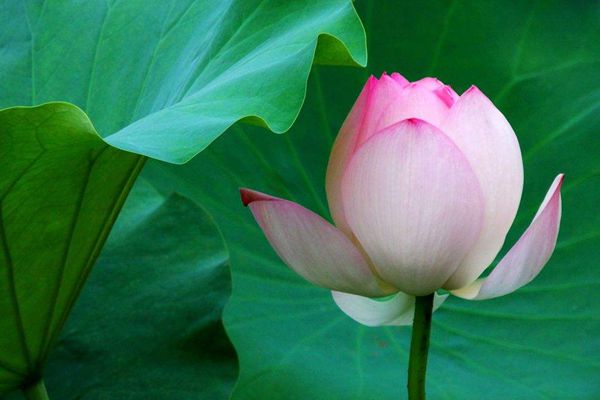 ������ô��ƴ����ʲô,���̵���˼��ʲô,�������̵�ʫ��