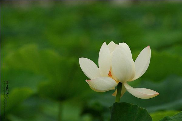 ������ô��ƴ����ʲô,���̵���˼��ʲô,�������̵�ʫ��