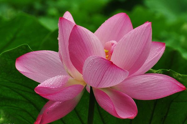 ������ô��ƴ����ʲô,���̵���˼��ʲô,�������̵�ʫ��