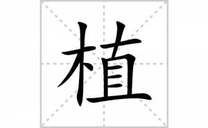 ֲ�ı�˳�ʻ����д������ֲ��ƴ�������ס��ʻ�˳�򼰳������