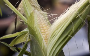 <b>Ϊʲô���׻ᡰ�����롱_���׳��������ԭ��</b>