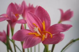 ��Щֲ���ܹ�Ԥ������_ֲ��Ϊʲô��Ԥ������