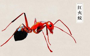 ������ֺ����_������ж���_��ҧ����ô��?