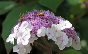 ����Ϊʲô�ֽ����˻�_���򻨵Ļ��������