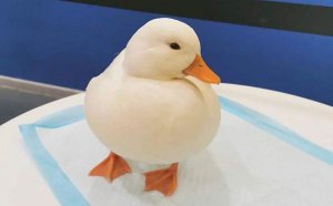 �¶�ѼΪʲô��ô��_�¶�Ѽ����Ǯһֻ��