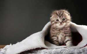 �۶�èΪʲô������_�������۶�è����ô���£�