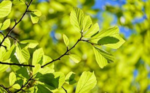 Ϊʲô������Ҷ����_����Ҷ�ӷ��Ƶ�������ô���£�