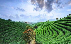 ����Ϊʲô���ϲ�����_ȫ����Ҷ�����ֲ�ͼһ��