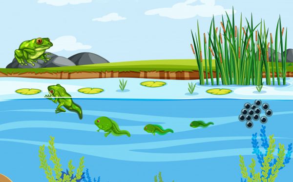 ����Ϊʲô�����ɵĽ�,��������Ϊʲô�и���ͣ