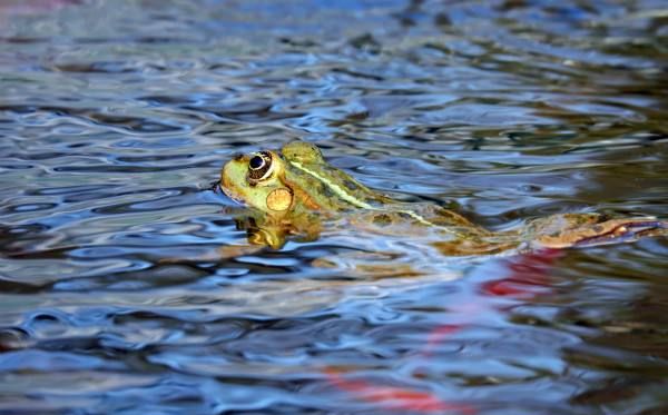 ����Ϊʲô�����ɵĽ�,��������Ϊʲô�и���ͣ