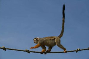 <b>��Ϊʲôû��β��_Ϊʲôֻ������û��β�ͣ�</b>