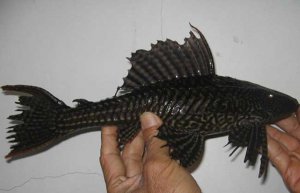 �������Ϊʲô���ܳ�_������ܳԵ�ԭ��