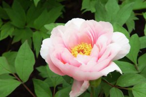 Ϊʲôĵ�����ǹ���_�й��Ĺ���Ϊʲô��ĵ����