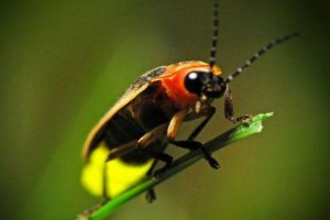 ө���Ϊʲô�ᷢ��_ө��淢���ԭ��