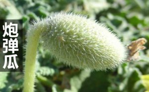 ���Ϊʲô���ڵ���_��Ͽ�ʲô��������