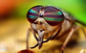 ��ӬΪʲô�ܴ���_��Ӭ���Ǵ��ֵ�ԭ��