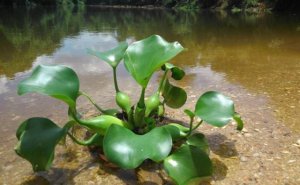 ˮ��«�ĺô�����Щ��_ˮ��«�ķ��η���