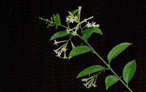 ҹ����Ϊʲô���ϲ���_Ϊʲôҹ����ҹ����㣿