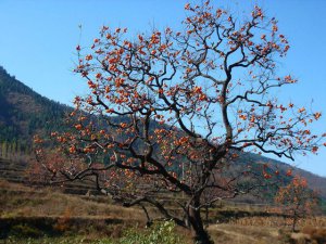 ��������ʲô�ô�_����������������Щ��