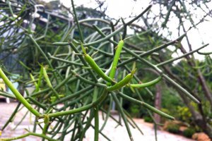 �����Ϊʲô����Ҷ�ӣ�