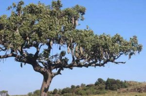 �㳦����Ŀ��Խ��㳦��