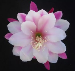 <b>꼻�Ϊʲô�����Ͽ���_꼻�һ����Ϊʲô</b>