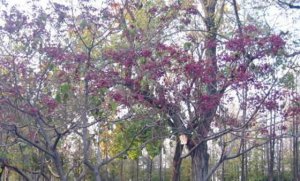 �����������ֲ��_������ʲôֲ�����