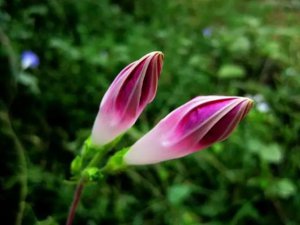 Ϊʲôǣţ�����糿���ţ�