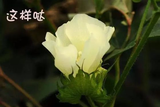 �޻��ǻ���,Ϊʲô�޻����ǻ�,�޻����ǻ���ԭ��