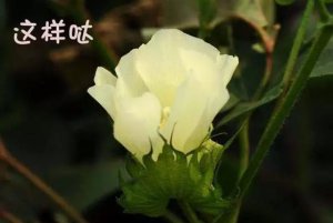 �޻��ǻ���_Ϊʲô�޻����ǻ���