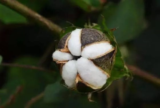 �޻��ǻ���,Ϊʲô�޻����ǻ�,�޻����ǻ���ԭ��