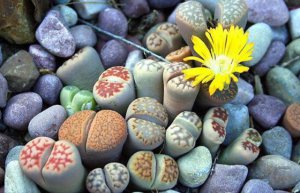 ��ʯ��Ϊʲô�������ʯһ����