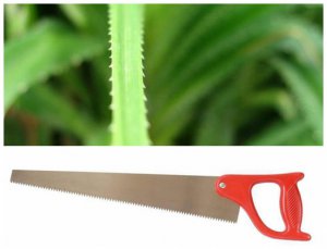 <b>ֲ���������Щ��ʾ��_Ϊʲô˵ֲ������Ȼ���ʦ</b>