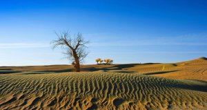 ΪʲôɳĮ�е�ֲ����ܳ���