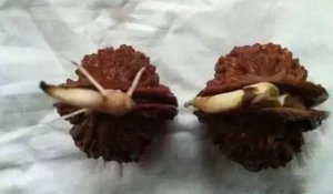 ���ҵ������ôӲ�ܷ�ѿ��_������ô��ѿ��