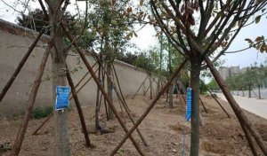 ֲ����������ô�죿_��θ�ֲ��������������