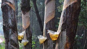 Ϊʲô�����������֬��