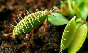 Ϊʲô���г����ֲ�_ֲ����ԳԶ�����