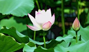 Ϊʲô�ɻ���������ˮ�У�