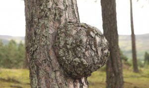 ֲ��Ϊʲô�᳤����������_������ֲ������ЩӰ�죿