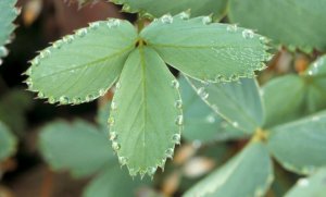 ֲ��Ϊʲô�ᡰ��������_ֲ����ˮ������