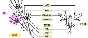 ֲ�����Ա���_��ô����ֲ��Ĵ��ۣ�