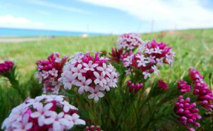 Ϊʲô��ɽ�ϵĻ����ر�������