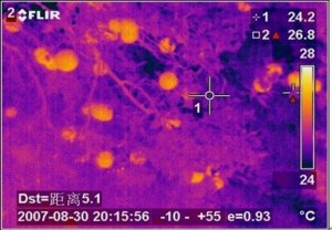 Ϊʲôֲ��Ҳ�ᡰ��ð���ա���_ֲ�����±仯��ԭ��