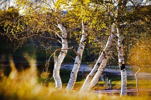 ��������ƤΪʲô�ǰ�ɫ�ģ�