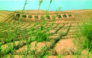 ֲ��Ϊʲô�ܿ��ֳ�����