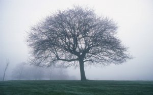 ��ľ���ľ������_ʲô����ľ,ʲô�ǹ�ľ